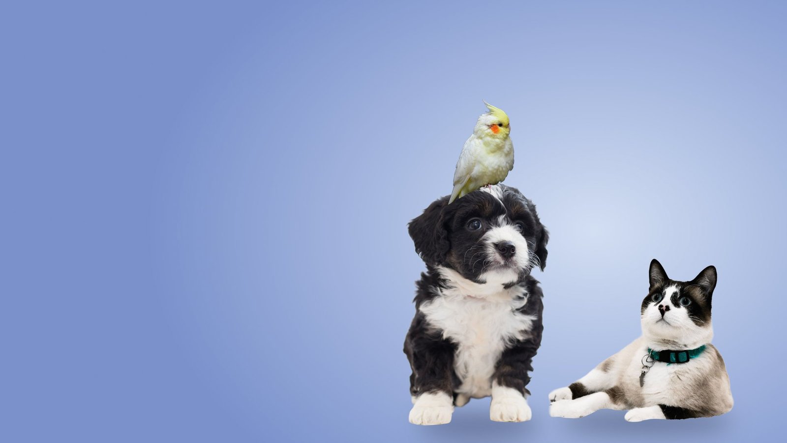 Cachorro, gato e calopsita juntos