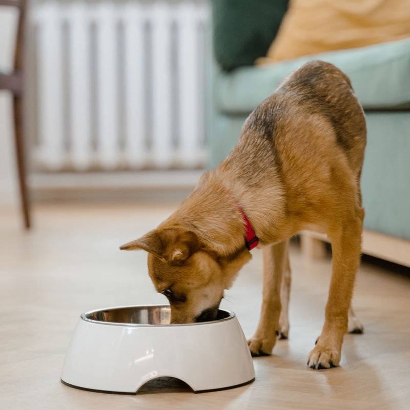 Ração Golden Fórmula Cães Adultos Frango e Arroz 15 kg